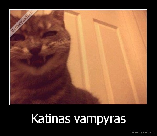 Katinas vampyras