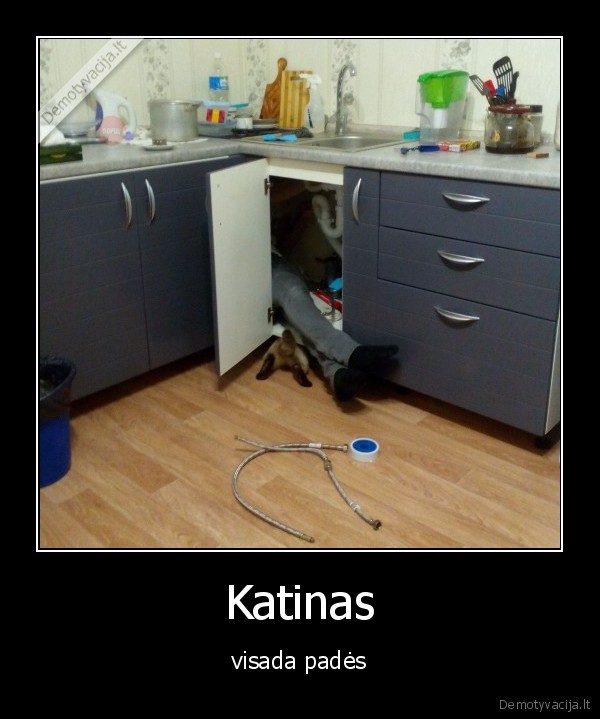 katinas