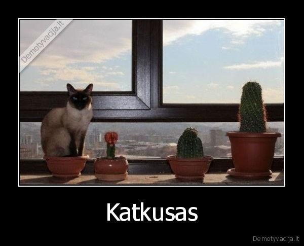 Katkusas