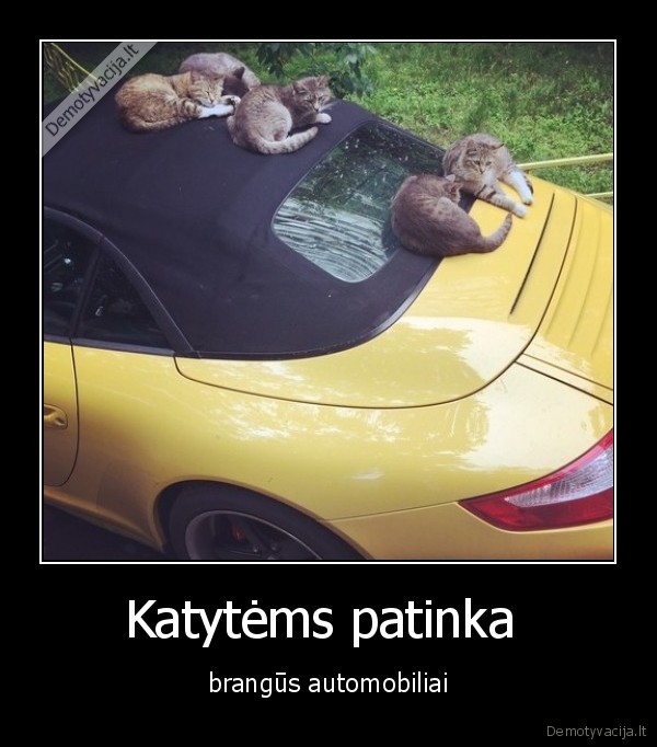 Katytėms patinka 