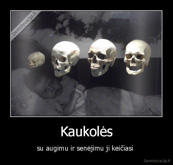 Kaukolės