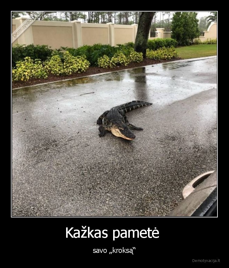 krokodilas,kroksas,pamesti