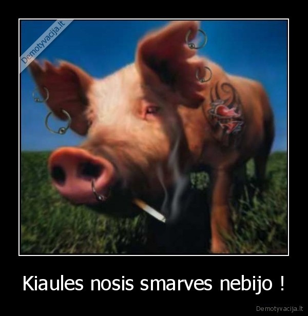 Kiaules nosis smarves nebijo !