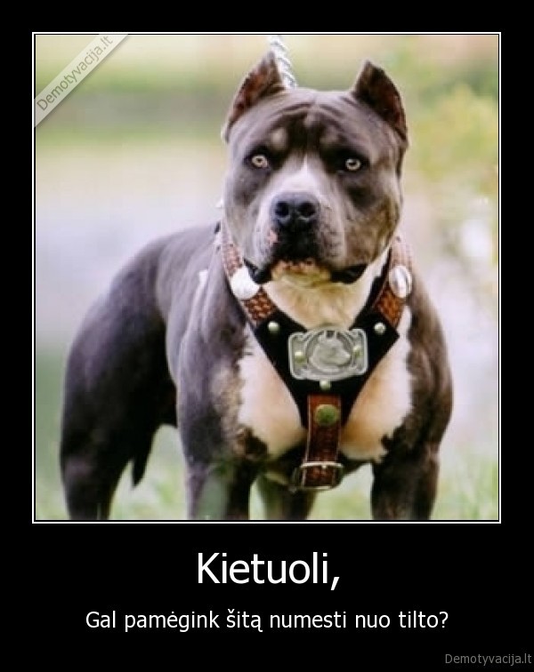 pitbull