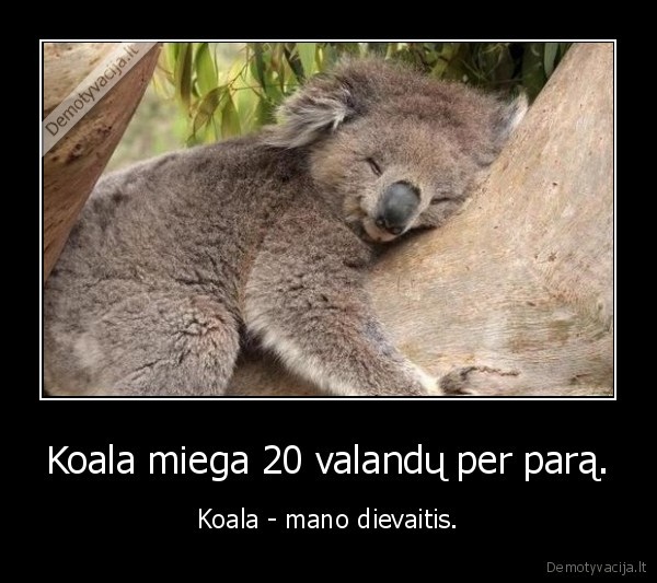 Koala miega 20 valandų per parą.