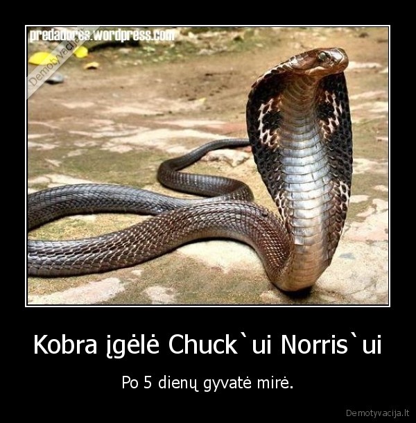 Kobra įgėlė Chuck`ui Norris`ui