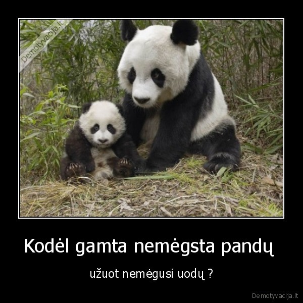 pandos, panda