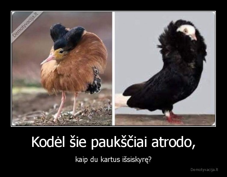 pauksciai,skyrybos,wtf