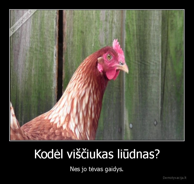 visciukas,gaidys,tevas,liudnas