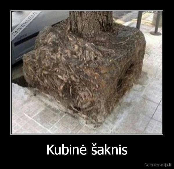 kubas,medis,kubine, saknis,saknys