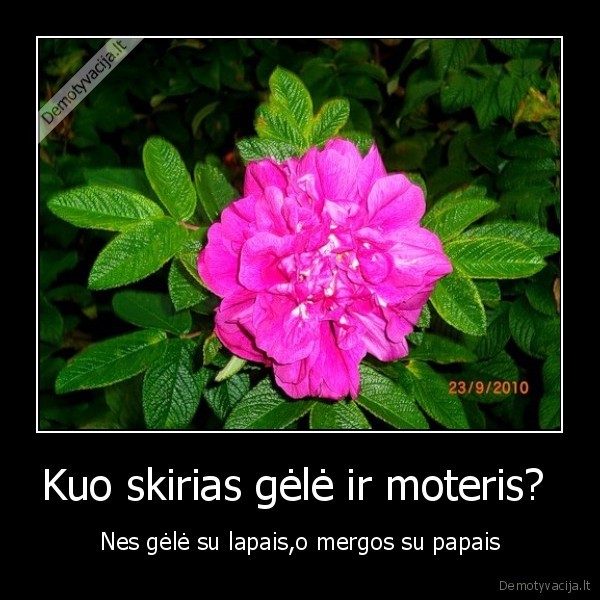 Kuo skirias gėlė ir moteris? 