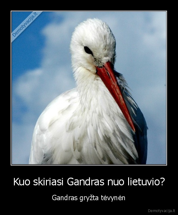 Kuo skiriasi Gandras nuo lietuvio?