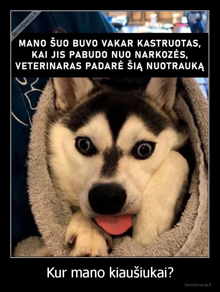 suo,narkoze,kastravimas,kastracija