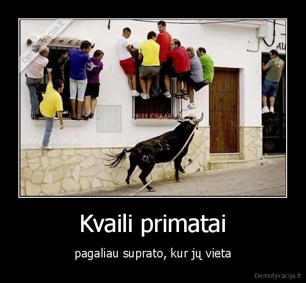 Kvaili primatai