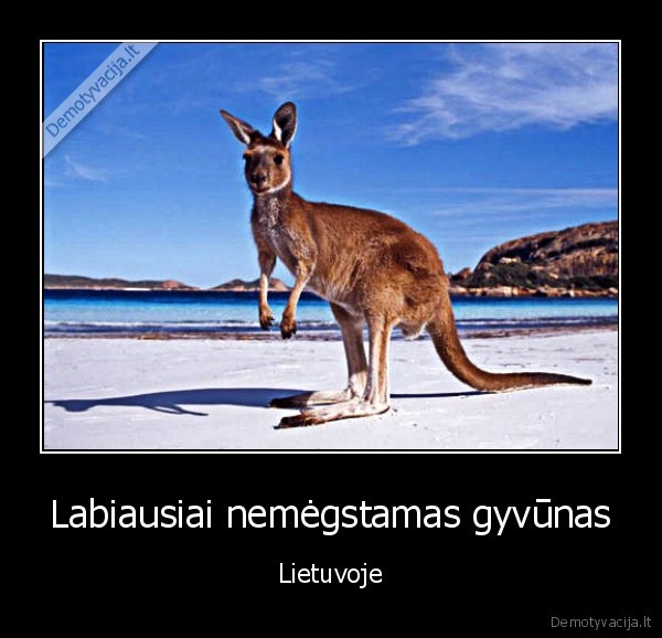 lietuva,gyvunas