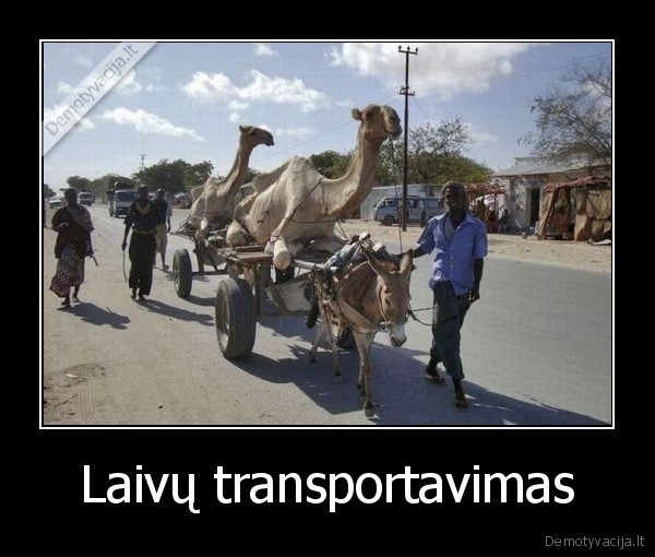 Laivų transportavimas