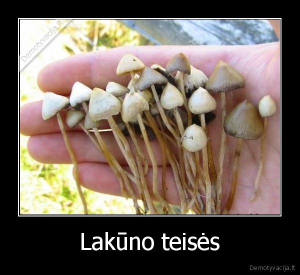 Lakūno teisės