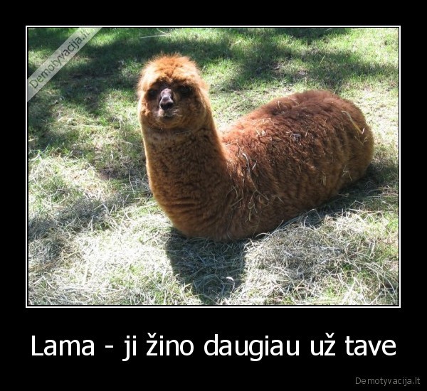 Lama - ji žino daugiau už tave