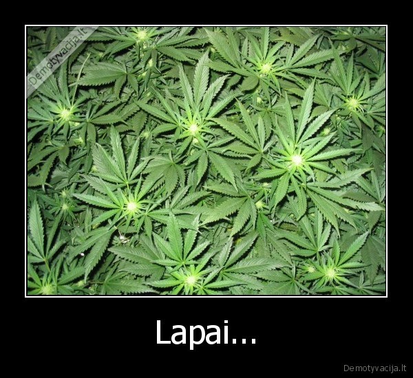 Lapai...