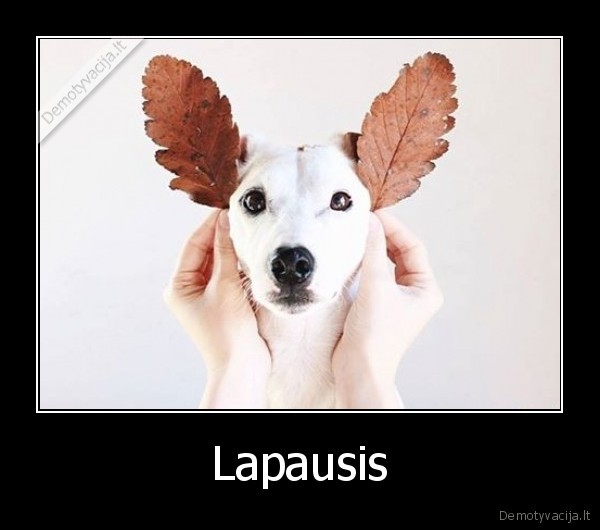 suo,lapai,ausis,lapausis