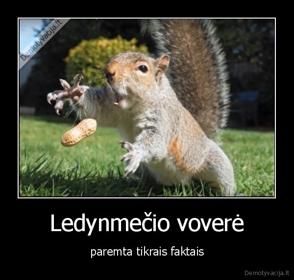 Ledynmečio voverė