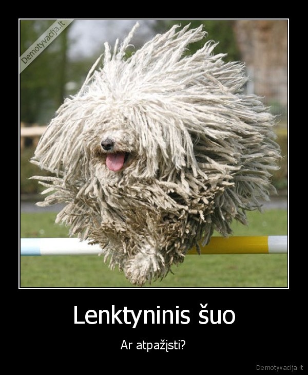 lenktynes,suo