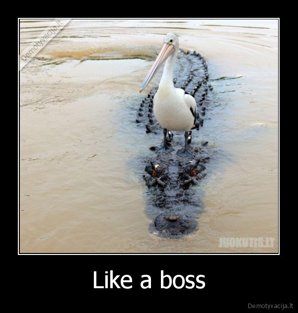 Like a boss