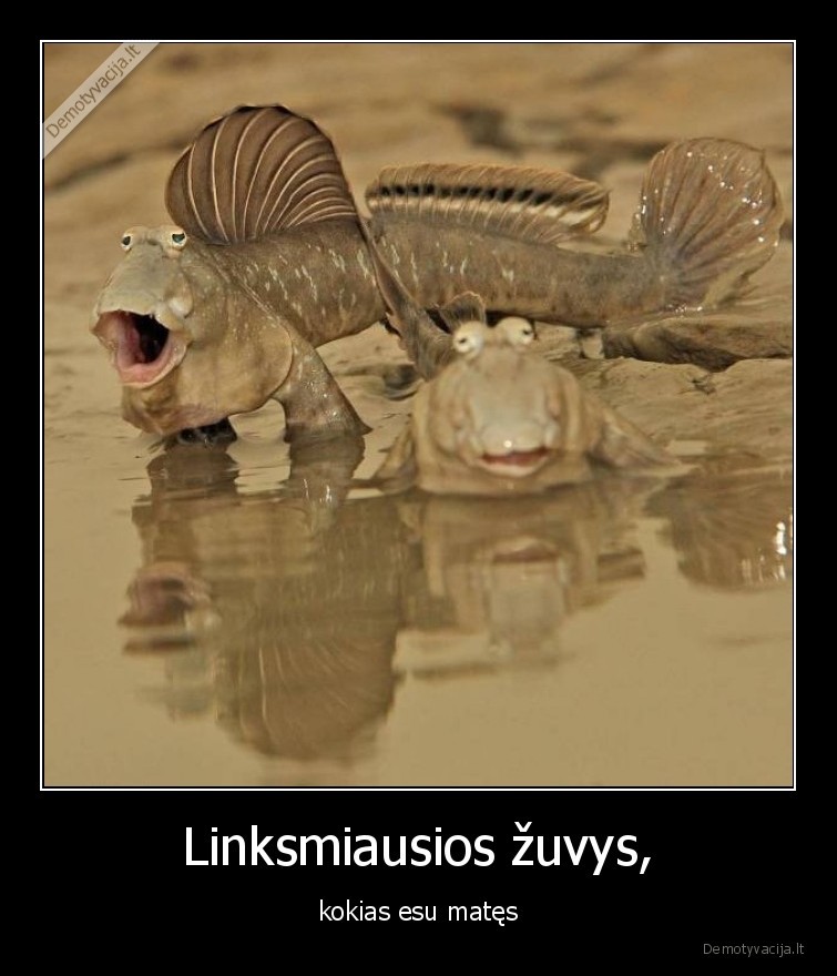 zuvys,linksmiausios,sypsosi