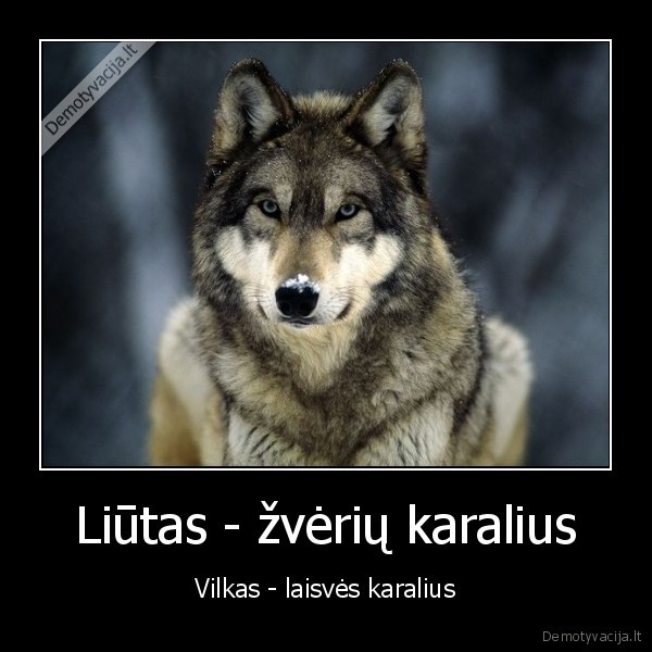 Liūtas - žvėrių karalius