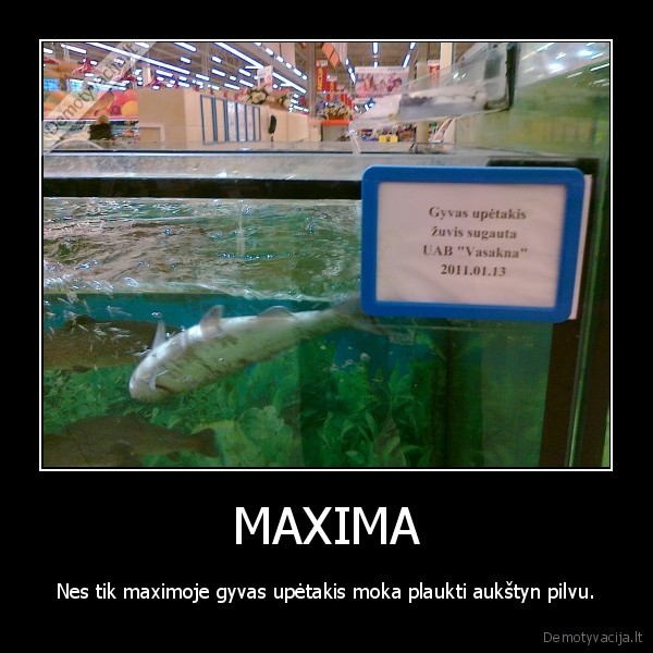 maxima,zuvis