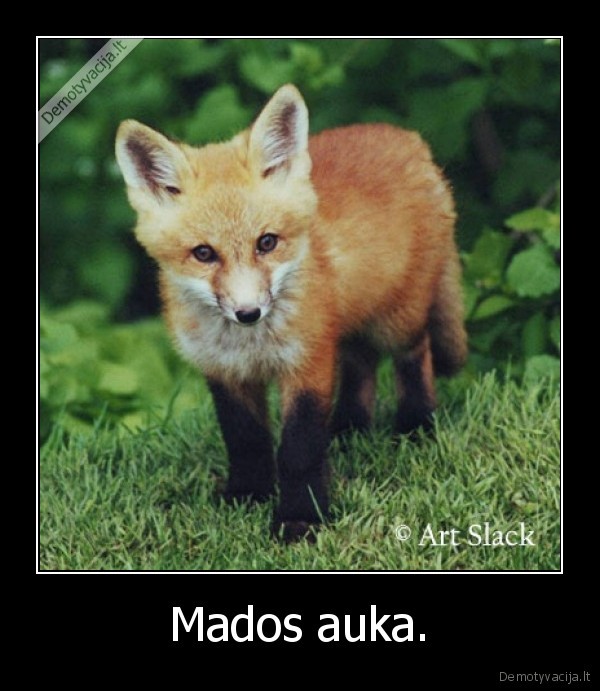 Mados auka.