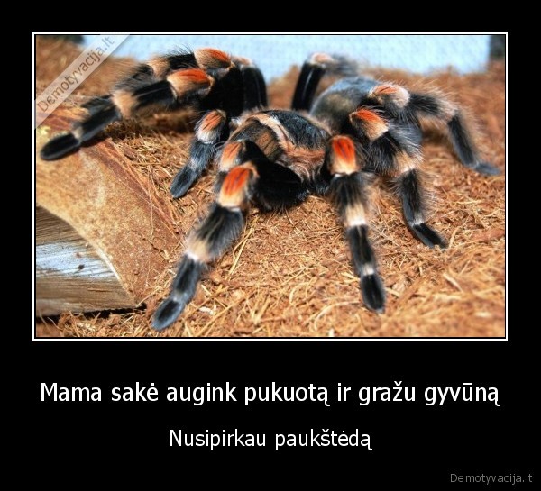 staktosvoras.lt, paukstedos,tarantulai, vorai