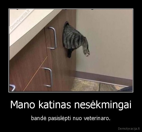 kate,katinas,veterinaras