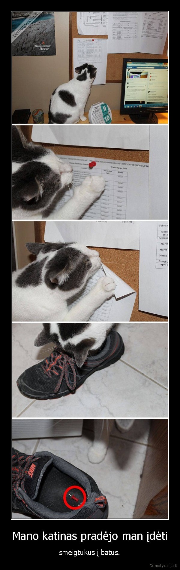 smegitukai,batai,kate,katinas