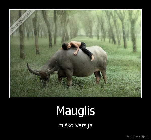 mauglis,miskas,medis