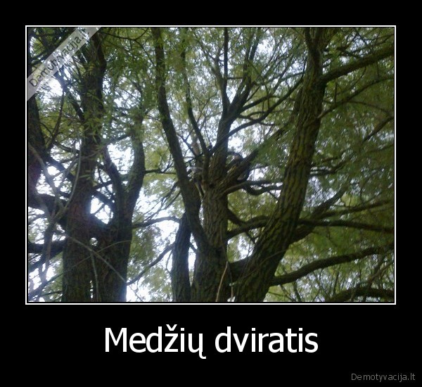 Medžių dviratis