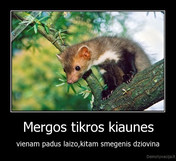 Mergos tikros kiaunes