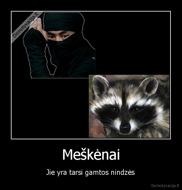 meskenai, gyvunai, gyvunai, nindzes, ninja, visokios, kitos, nesamones