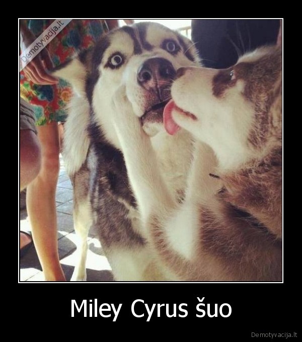 Miley Cyrus šuo