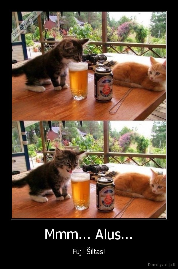 katinas, ragauja, alu,siltas, alus