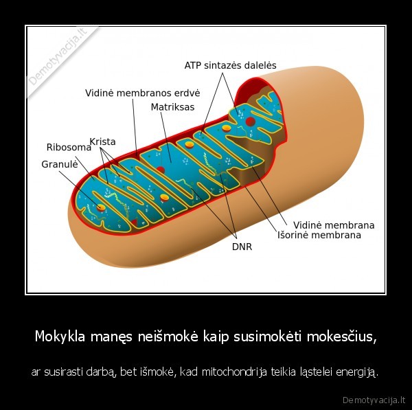 susimoketi, mokescius,susirasti, darba,mitochondrija,biologija