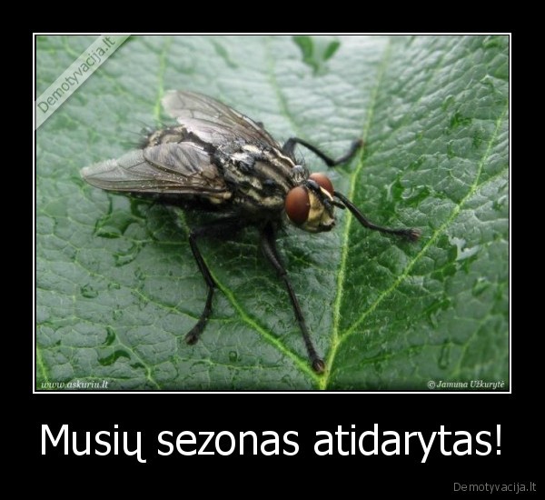 Musių sezonas atidarytas!