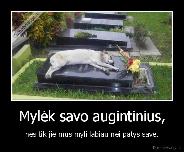 Mylėk savo augintinius,