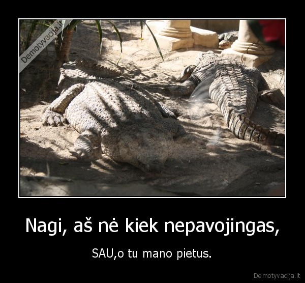 aligatorius,pietus