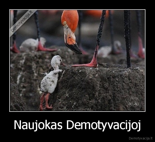 Naujokas Demotyvacijoj