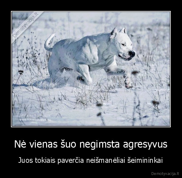 agresyvus, sunys,agresyvus, suo,pitbulis