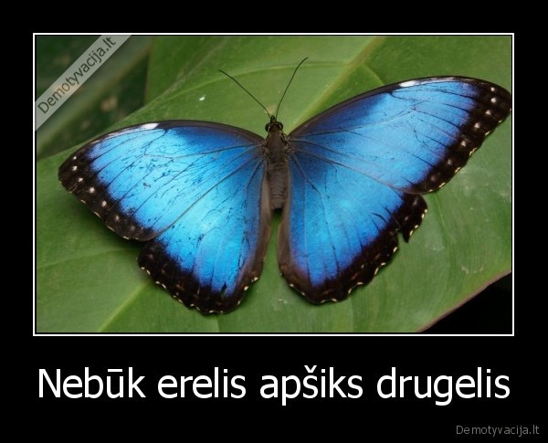 Nebūk erelis apšiks drugelis