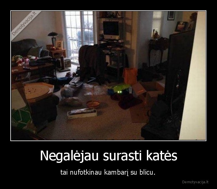 kate,katinas,blicas,nuotrauka