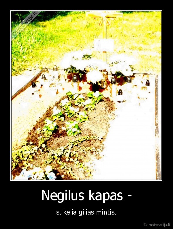 Negilus kapas -