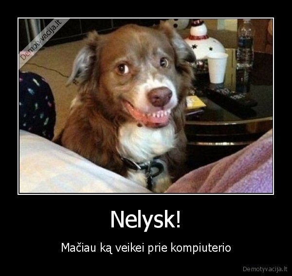 Nelysk!